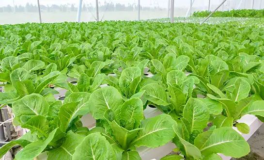 Why Amino Acid Foliar Fertilizers Work Better Under Stress Conditions